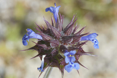 Desert Wildflowers