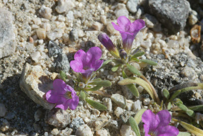 Desert Wildflowers