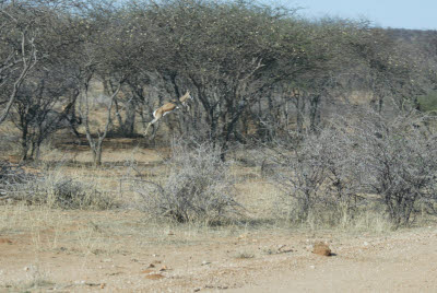 Sprinkbok does some springing