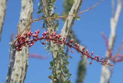 Ocotillo Flower