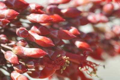 Detail of Ocotillo Flower