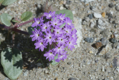 Desert Wildflowers