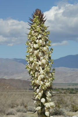 Desert Wildflowers