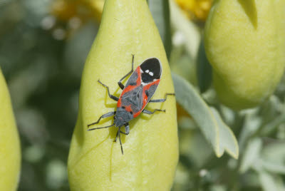 Bug on Desert Wildflowers