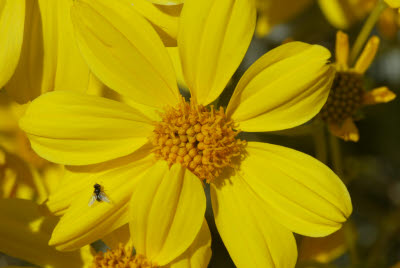 Bug on Desert Wildflowers