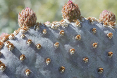 Cactus Flowers