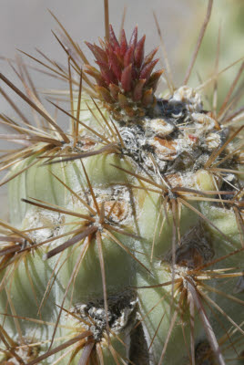 Cactus Flower