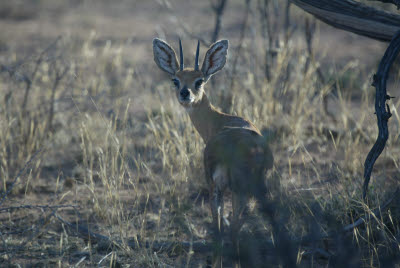 Steenbok