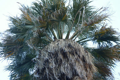 California Fan Palm