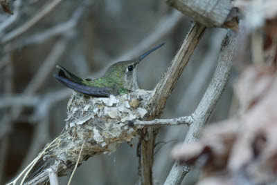 Hummingbird on Nest